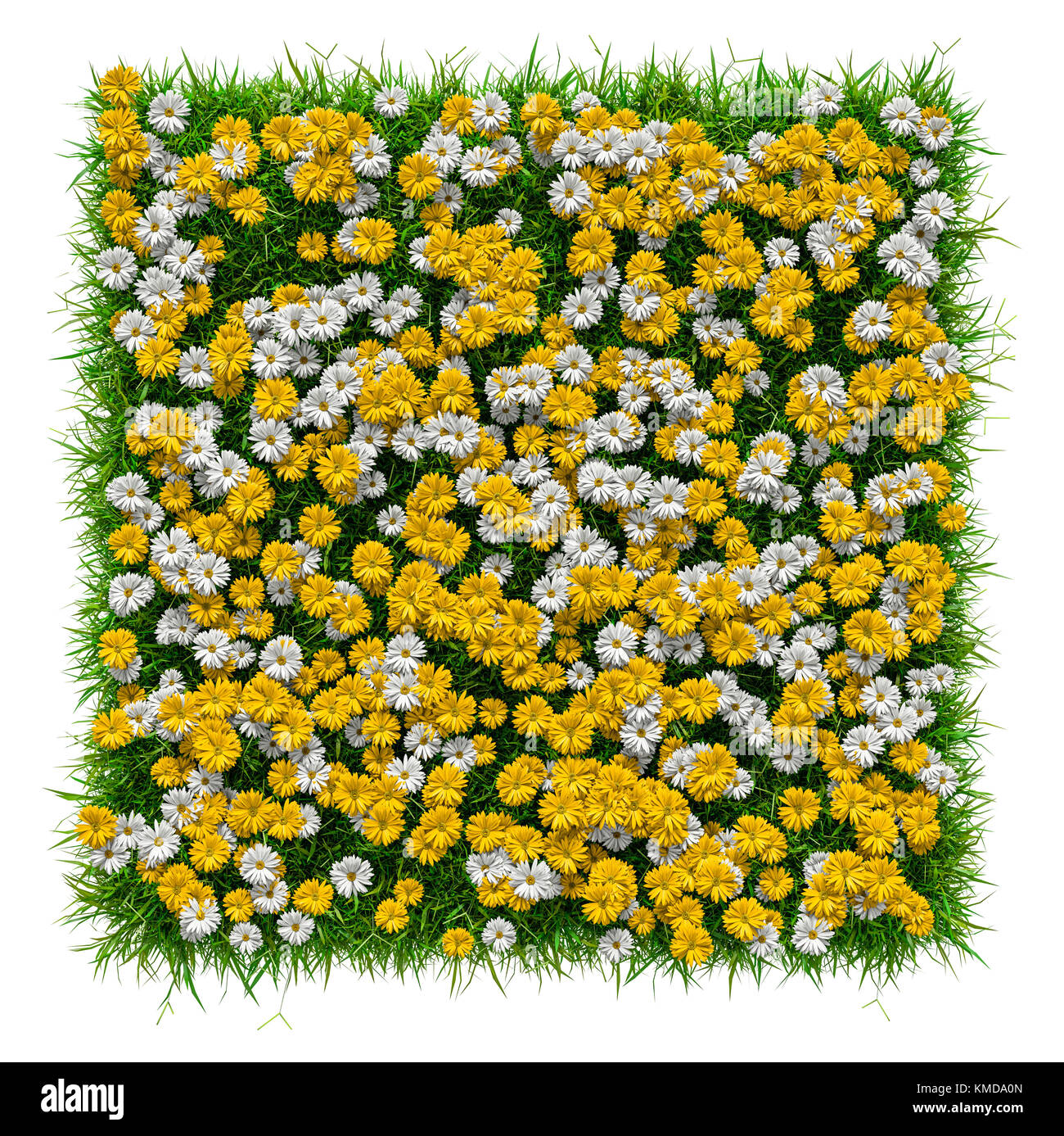 Closeup of grass carpet with flowers Stock Photo Alamy