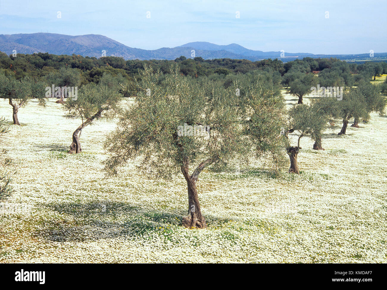 Olive grove. Caceres province, Extremadura, Spain Stock Photo Alamy