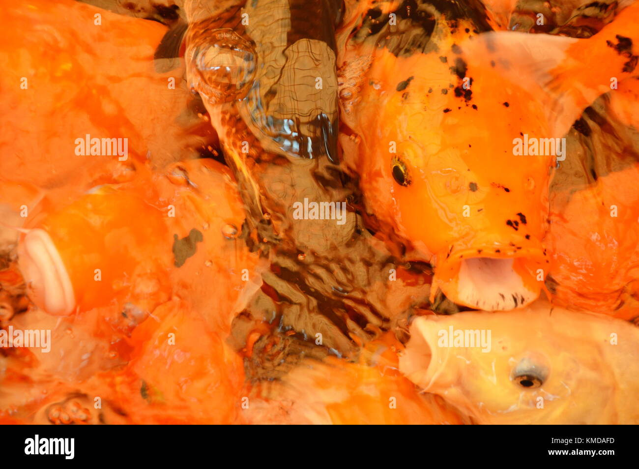fancy carp in the pool Stock Photo - Alamy