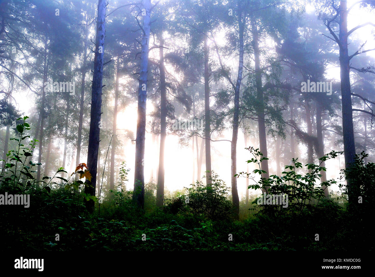 A forest with fog and shining behind trees Stock Photo