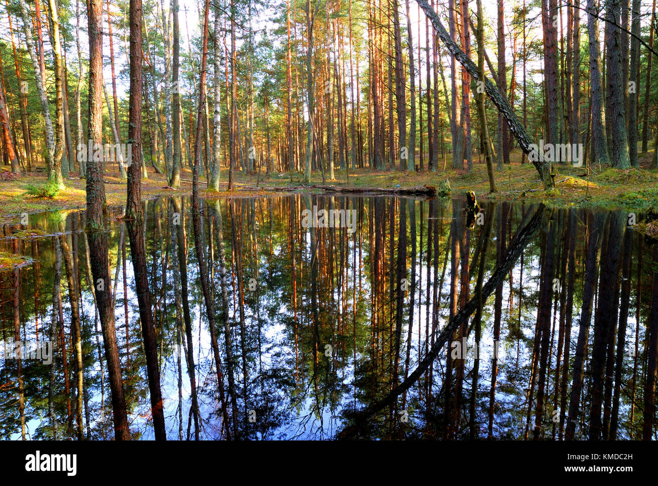 a small lake with still water in the forest Stock Photo - Alamy