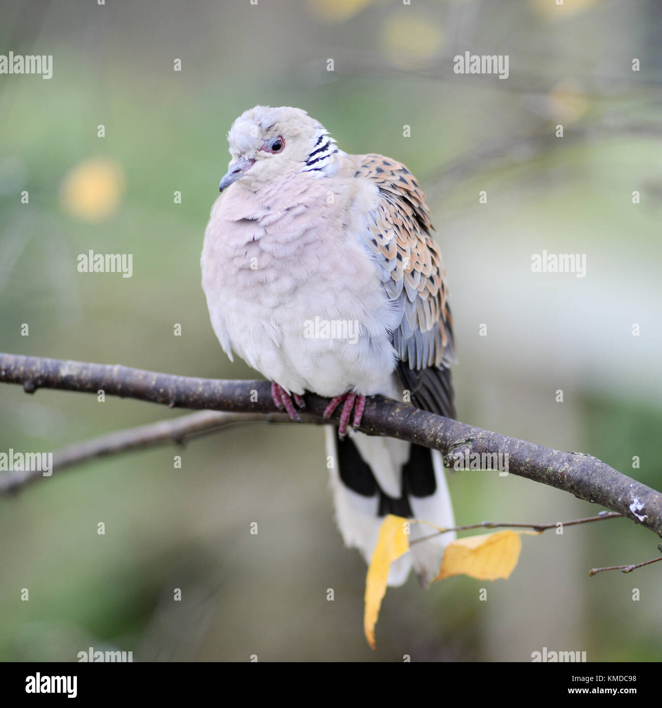 A European Turtle Dove sitting in a tree at Bristol Zoo, England, UK Stock Photo
