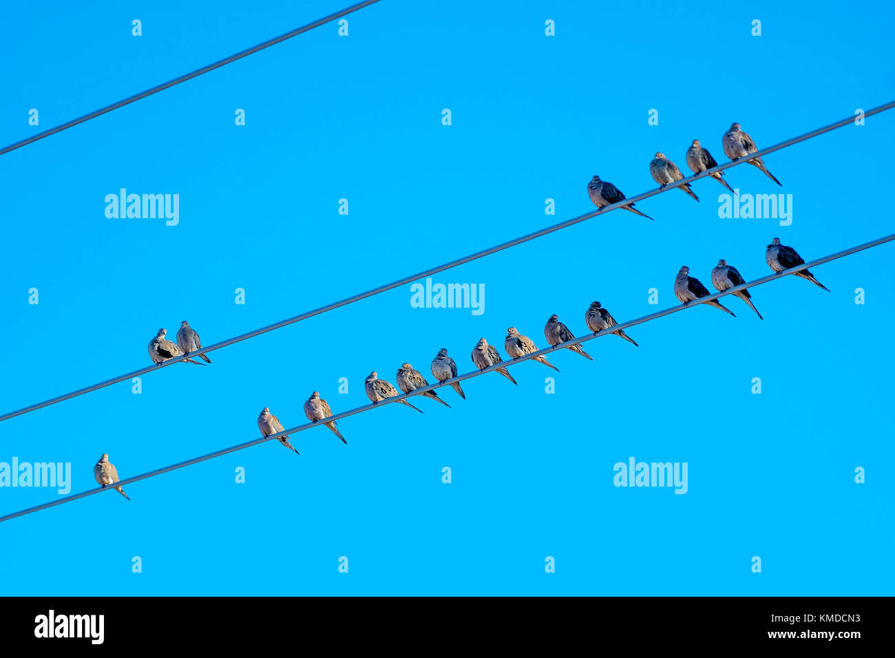 Mourning Doves, (Zenaida macroura), Los Poblanos Fields Open Space