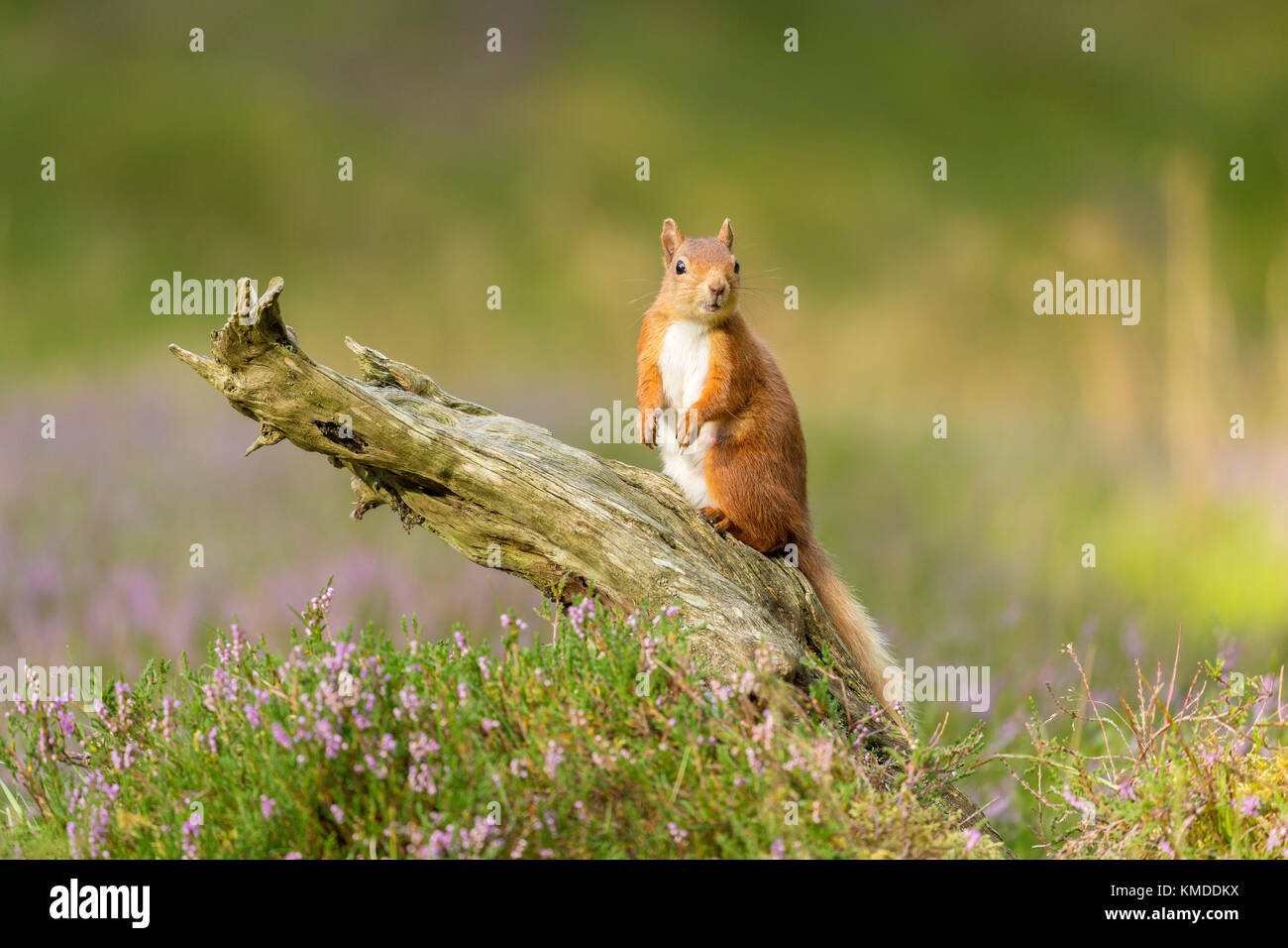 Red Squirrels near Carrbridge, Strathspey and Badenoch, Highland, Scotland 2016, Copyright J Potter 2016 Stock Photo