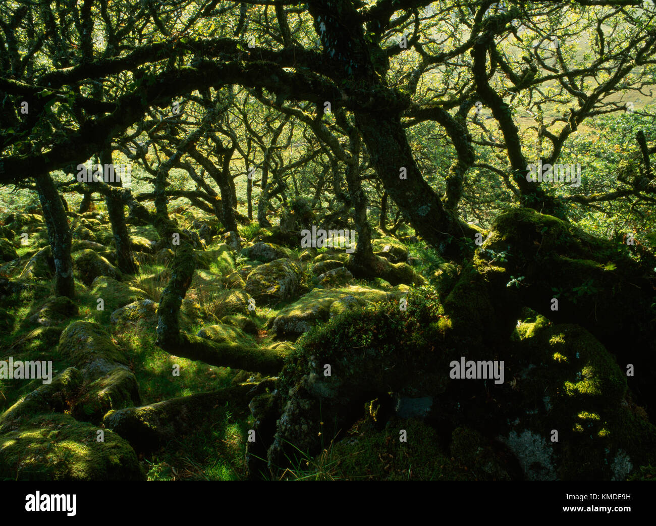 Wistman's Wood, Dartmoor, UK one of the best examples in Britain of