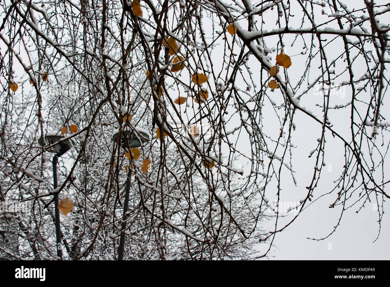 First snow on branches hi-res stock photography and images - Alamy