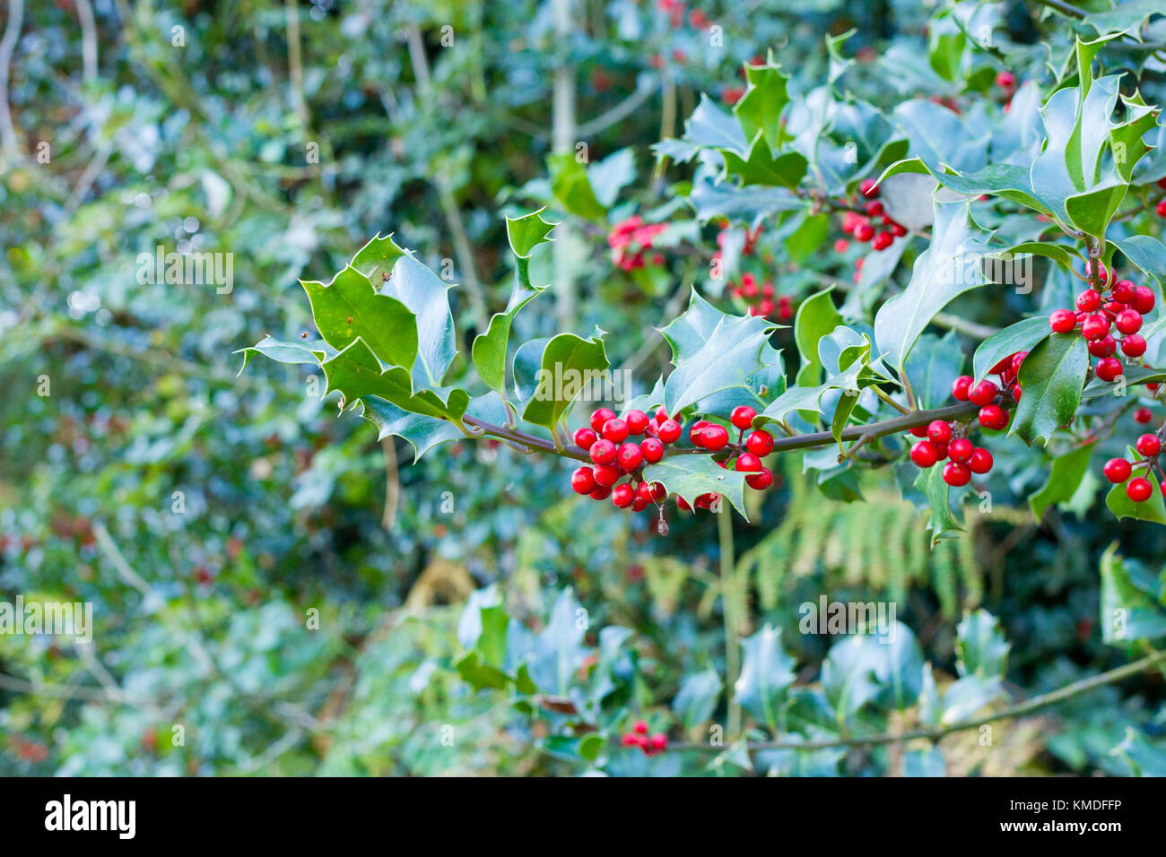 Ilex aquifolium (holly) growing wild, United Kingdom Stock Photo