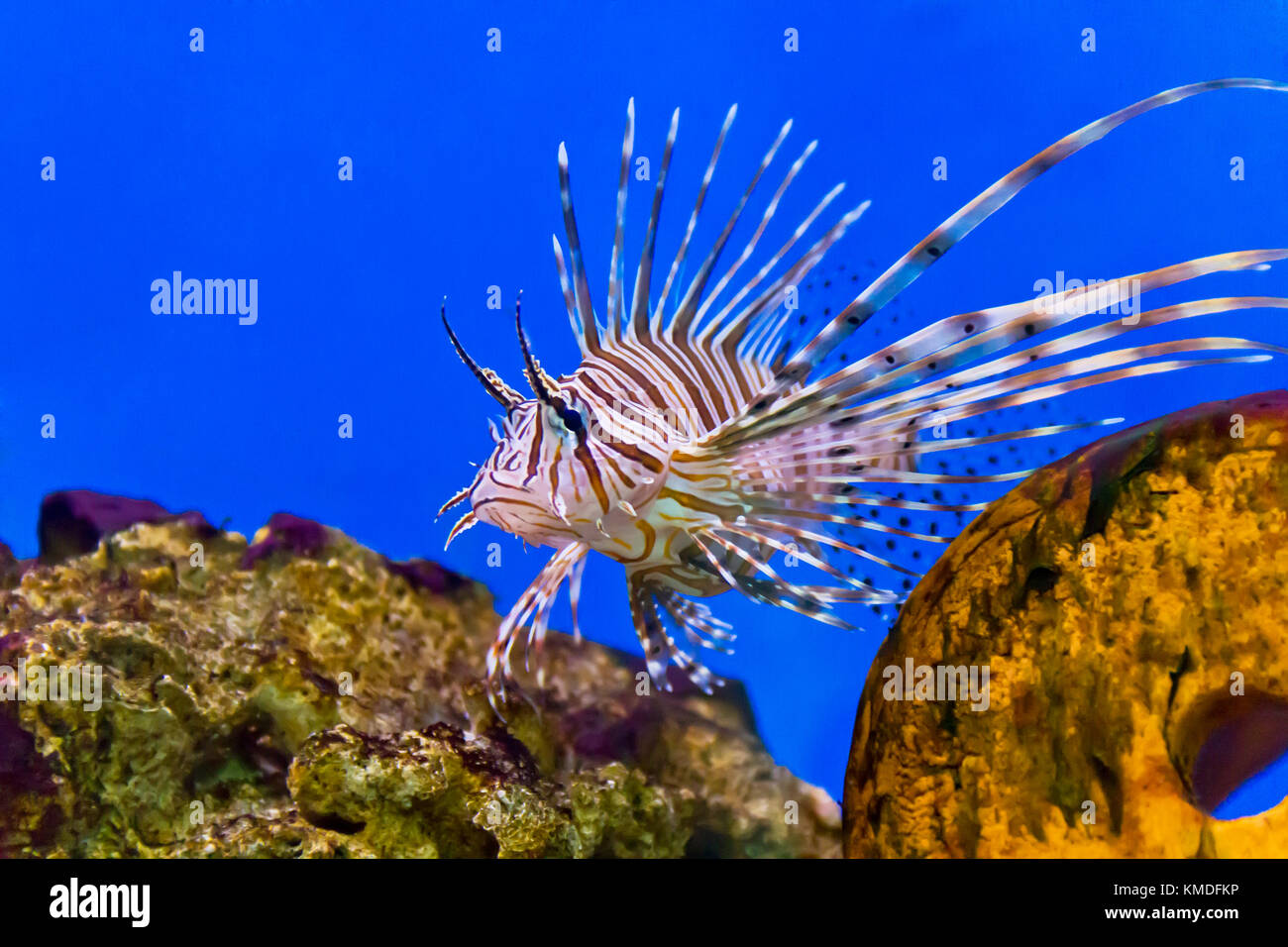 One large pterois volitans fish with spikes and stripes in blue salt water  Stock Photo - Alamy