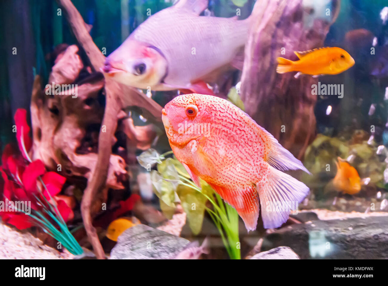 Fish cichlasoma severum red pearl in aquarium and other fishes Stock Photo