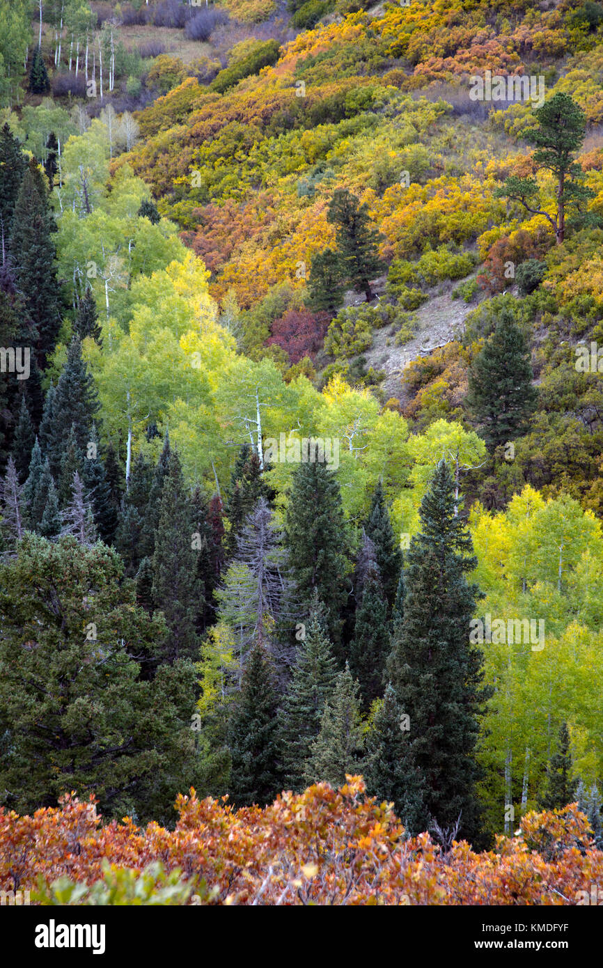 Autumn Fall color aspens Ridgway Colorado Stock Photo