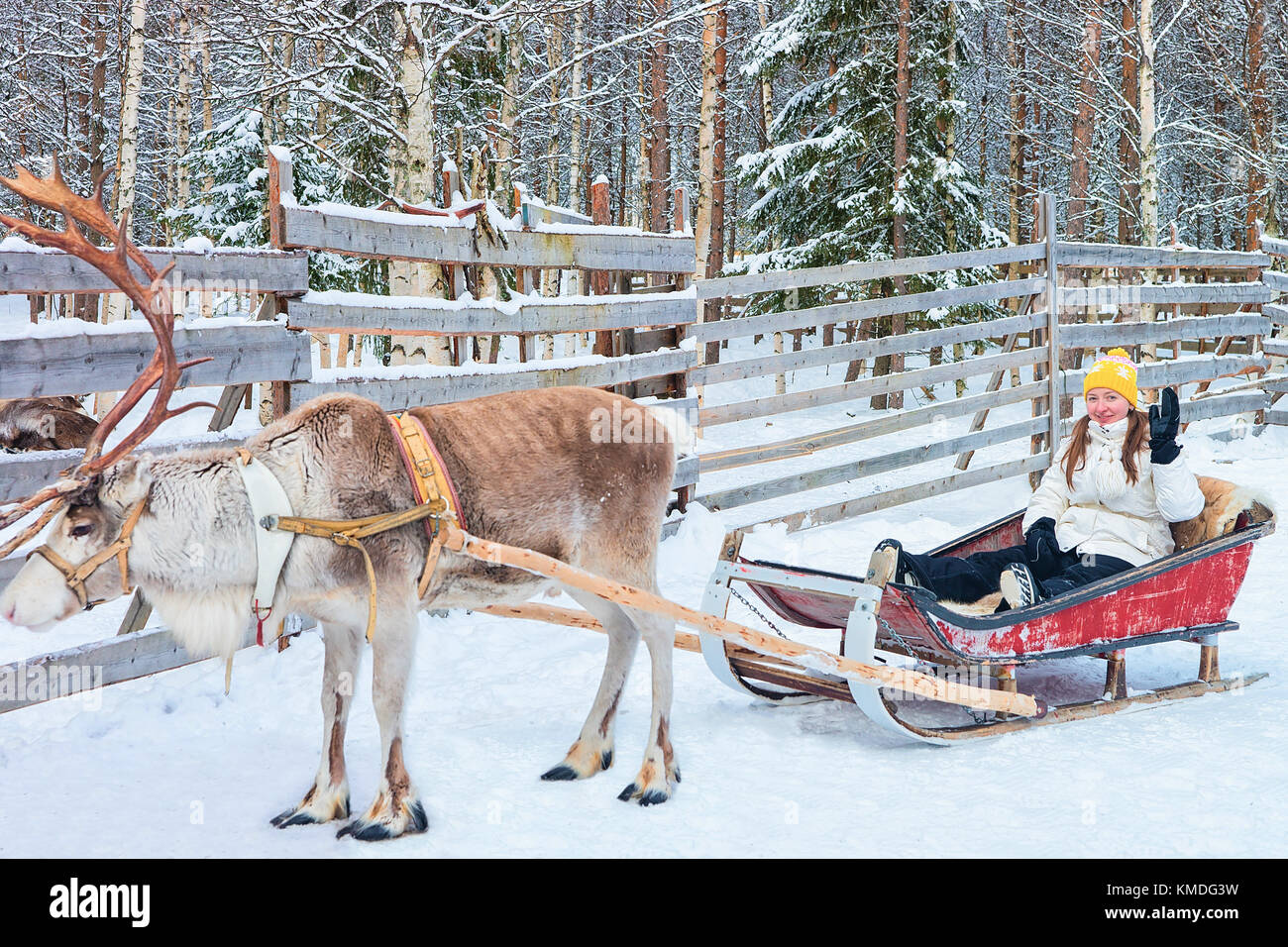Girl riding Reindeer sleigh in winter Rovaniemi, Lapland, Finland Stock ...