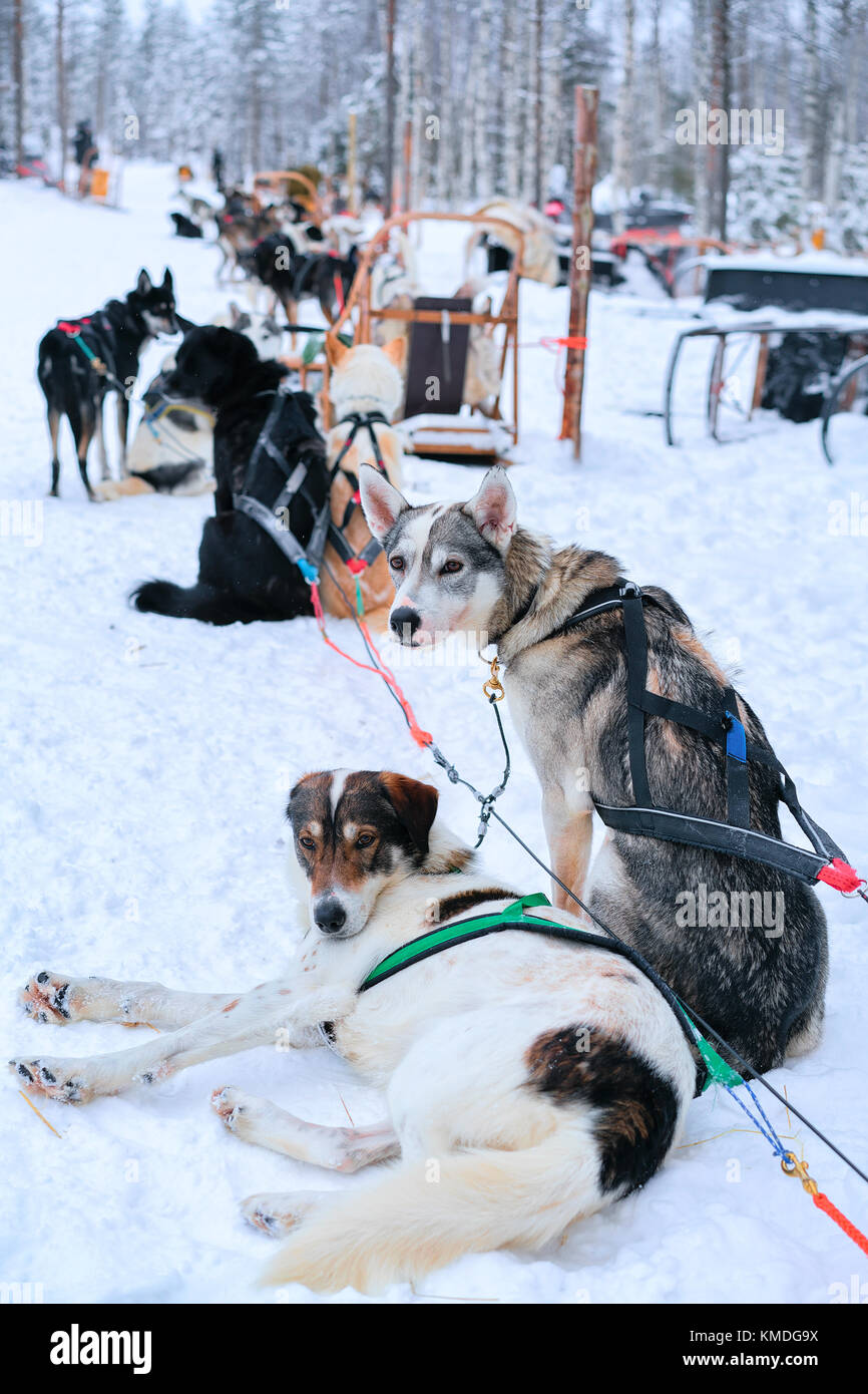 Husky dogs in sled in Finnish winter forest in Rovaniemi, Lapland Stock ...