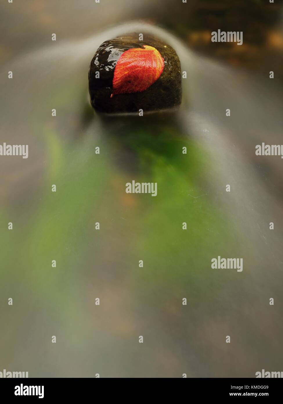Red leaf of raspberries. Broken red orange leaf caught on black stone in stream rapids. Silver lines of bubbles in cold water creates by long exposu Stock Photo