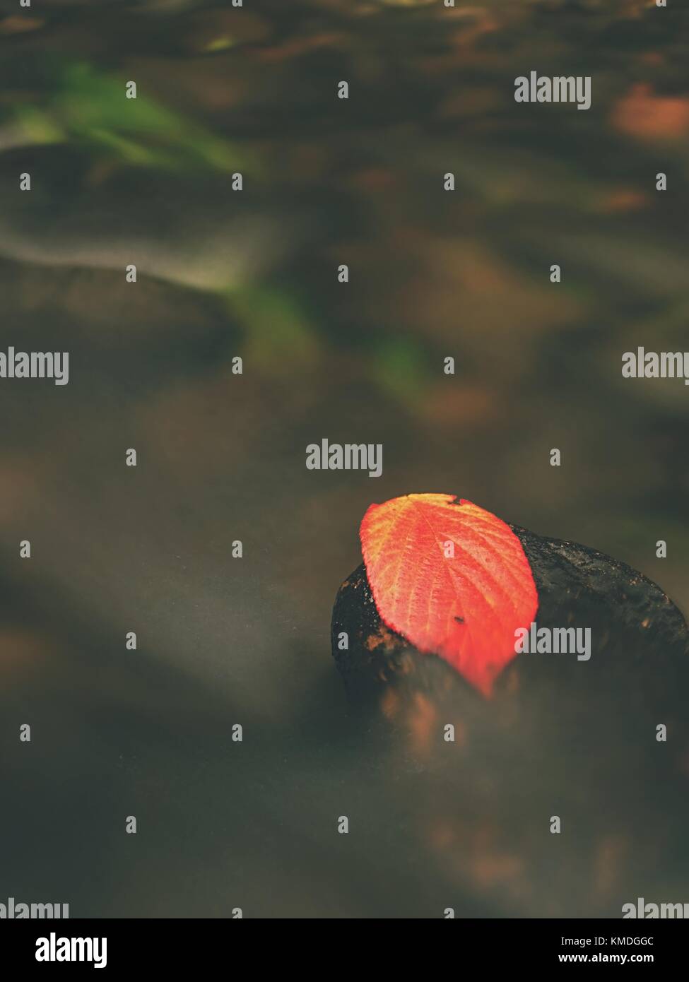 Red leaf of raspberries. Broken red orange leaf caught on black stone in stream rapids. Silver lines of bubbles in cold water creates by long exposu Stock Photo