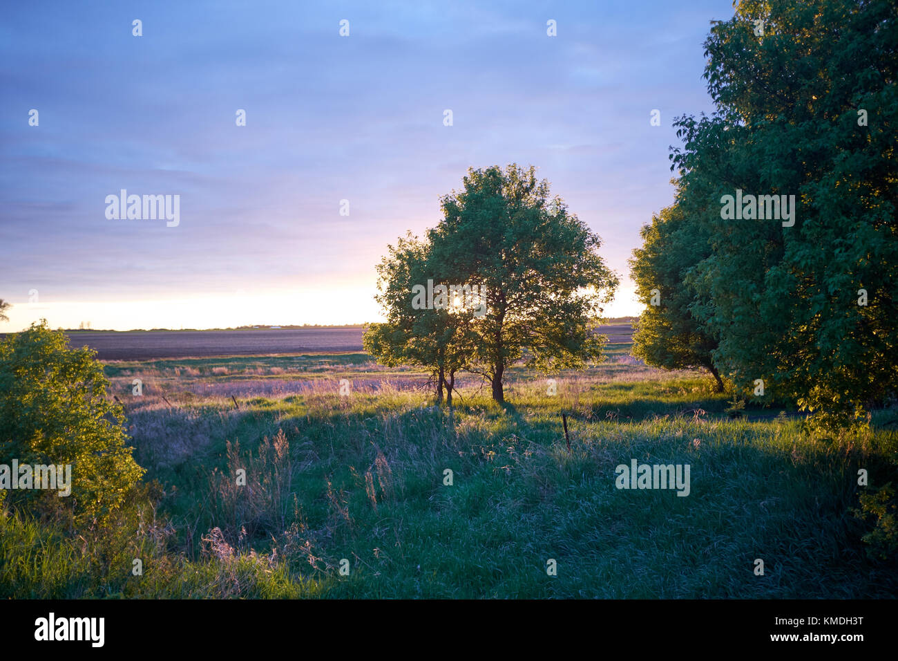Rural North Dakota landscape in evening light with dense low lying