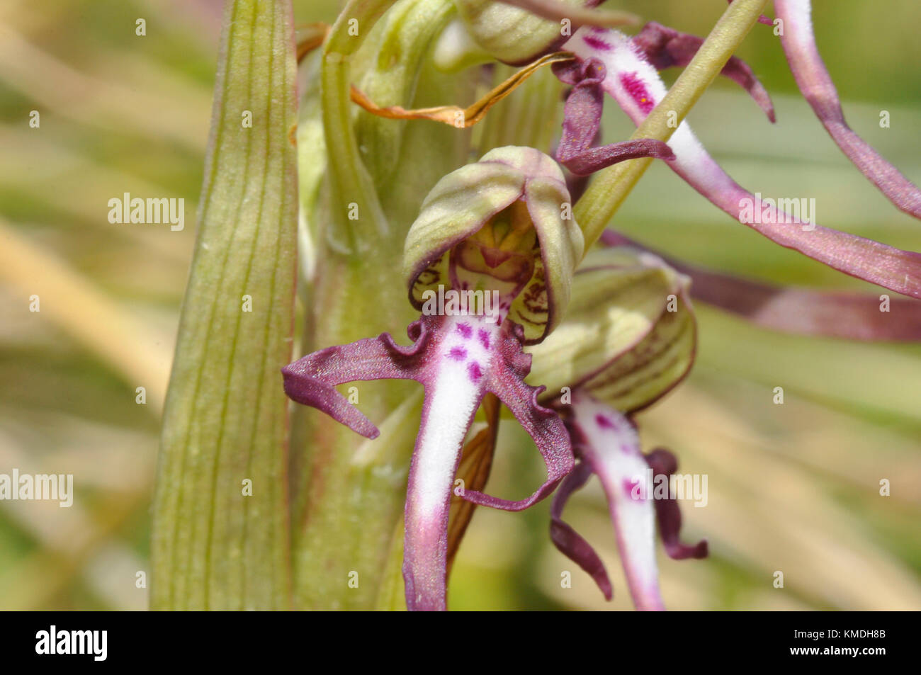 Lizard Orchid, Himantoglossum hircinum,on sand dunes in Somerset. UK Stock Photo