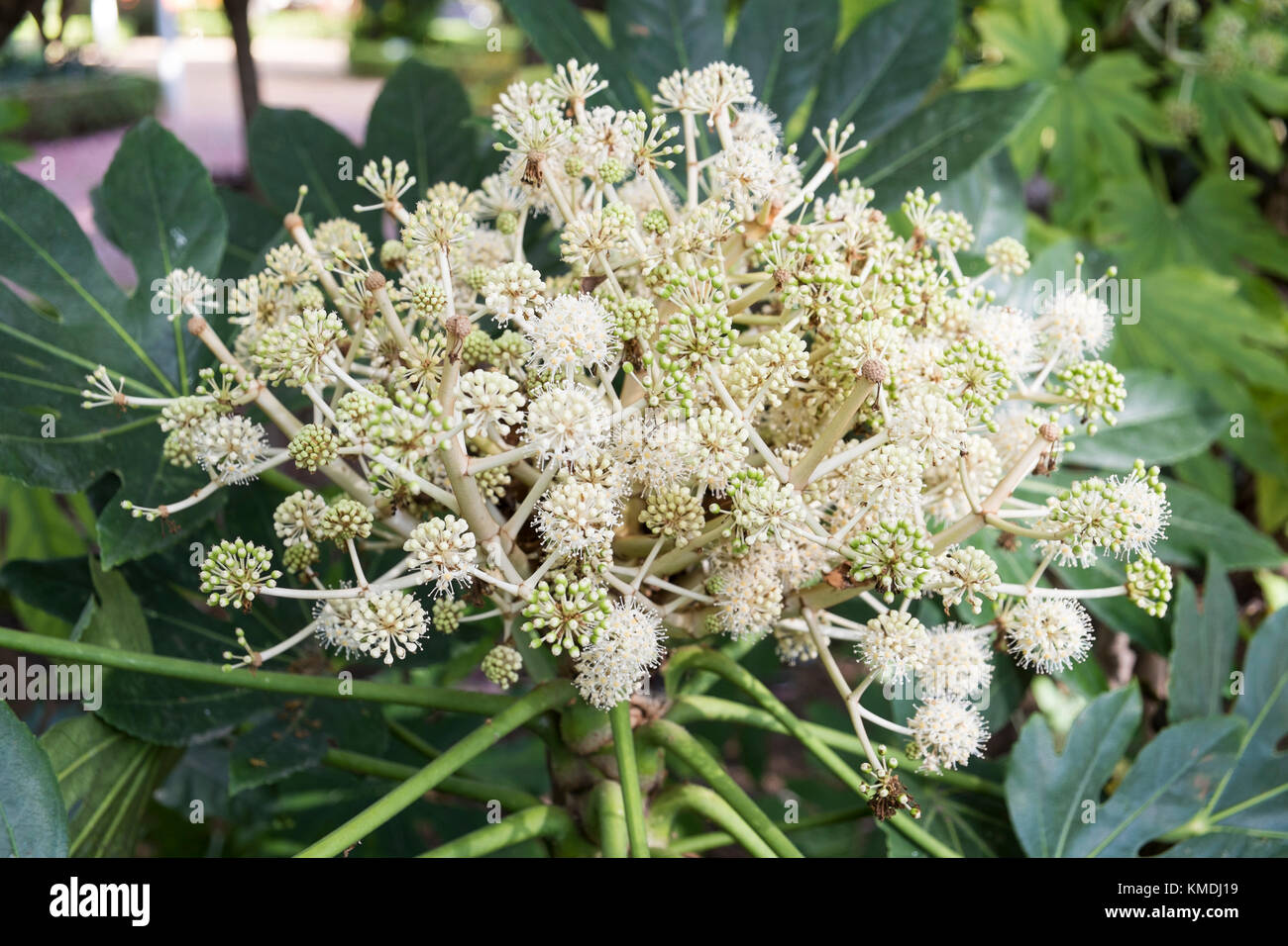 Aralia Fatsia Japonica. Park of Malaga, Andalusia, Spain Stock Photo