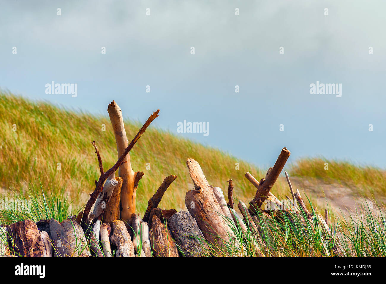 Closeup of driftwood standing up next to each other in a row surround by seagrass growing on a small sand dune under cloudsy sky. Stock Photo