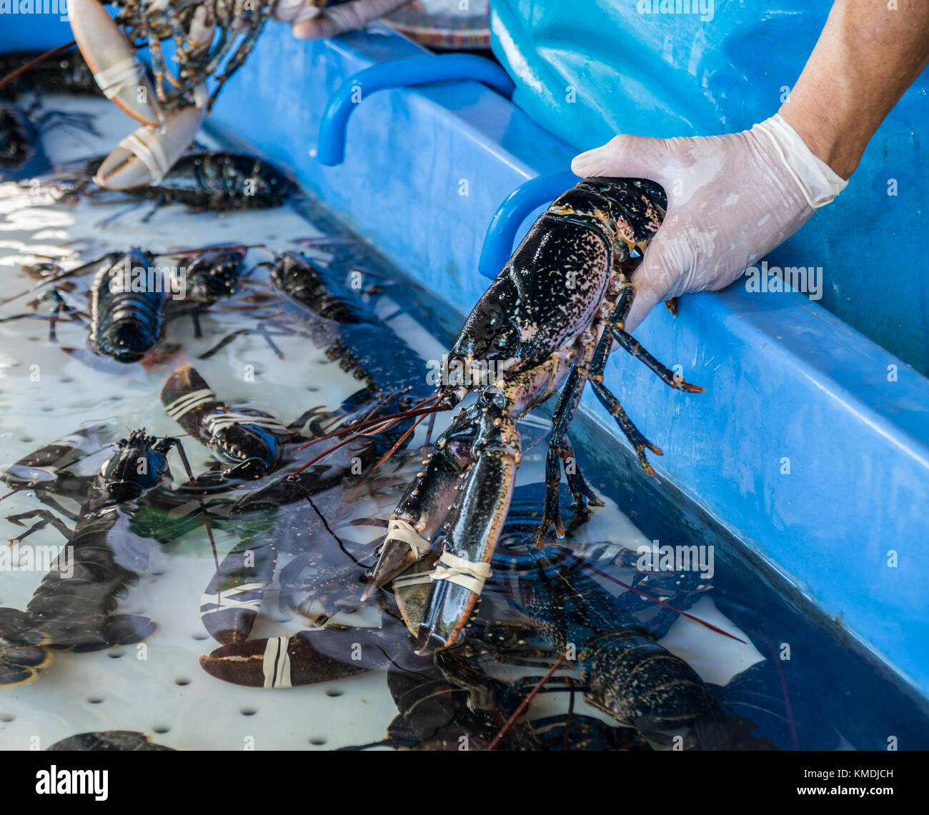 Lobsters in a tank in the fish market. The claws are tied Stock Photo