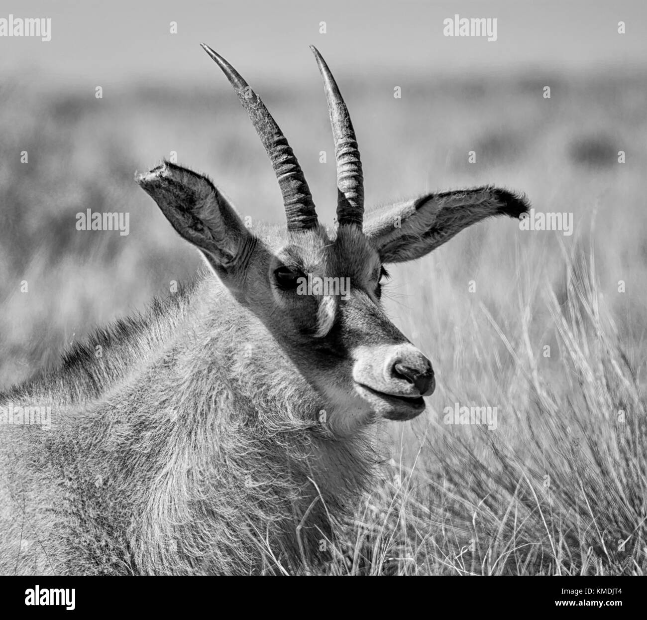 A close facial portrait of a Roan antelope in Southern African savanna Stock Photo Alamy