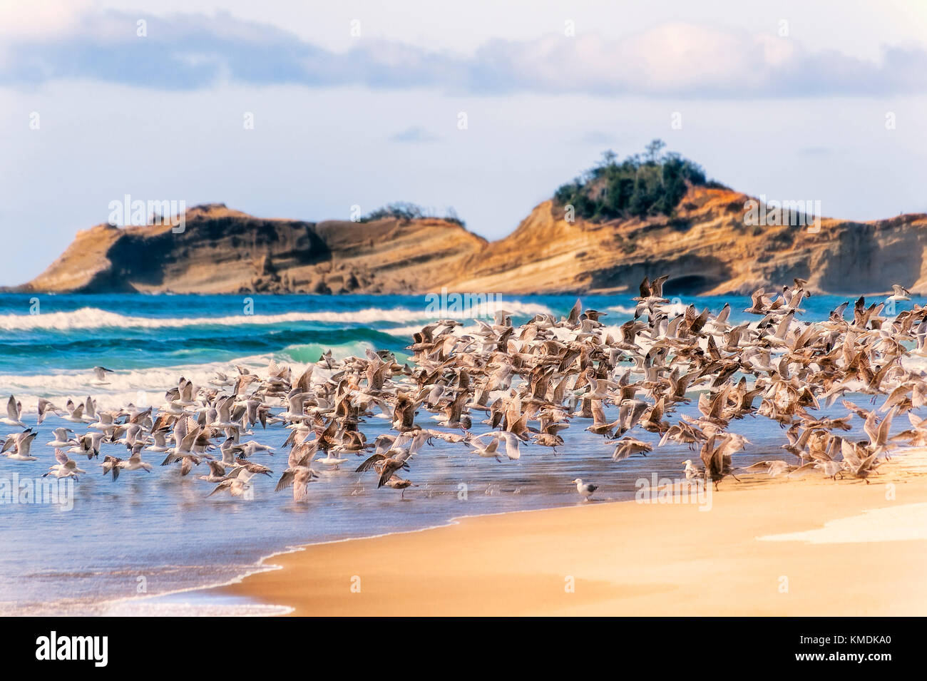 A flock of seagulls taking flight on Pacific City, Oregon Beach. Stock Photo