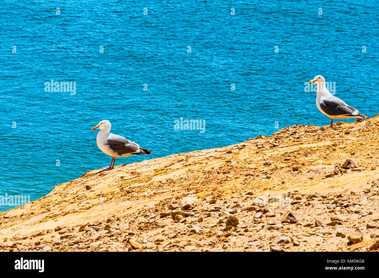 Closeup of two seagulls perched on top of a sandstone cliff overlooking the Pacific Ocean at Cape Kiwanda, in Pacific City on the Oregon Coast Stock Photo