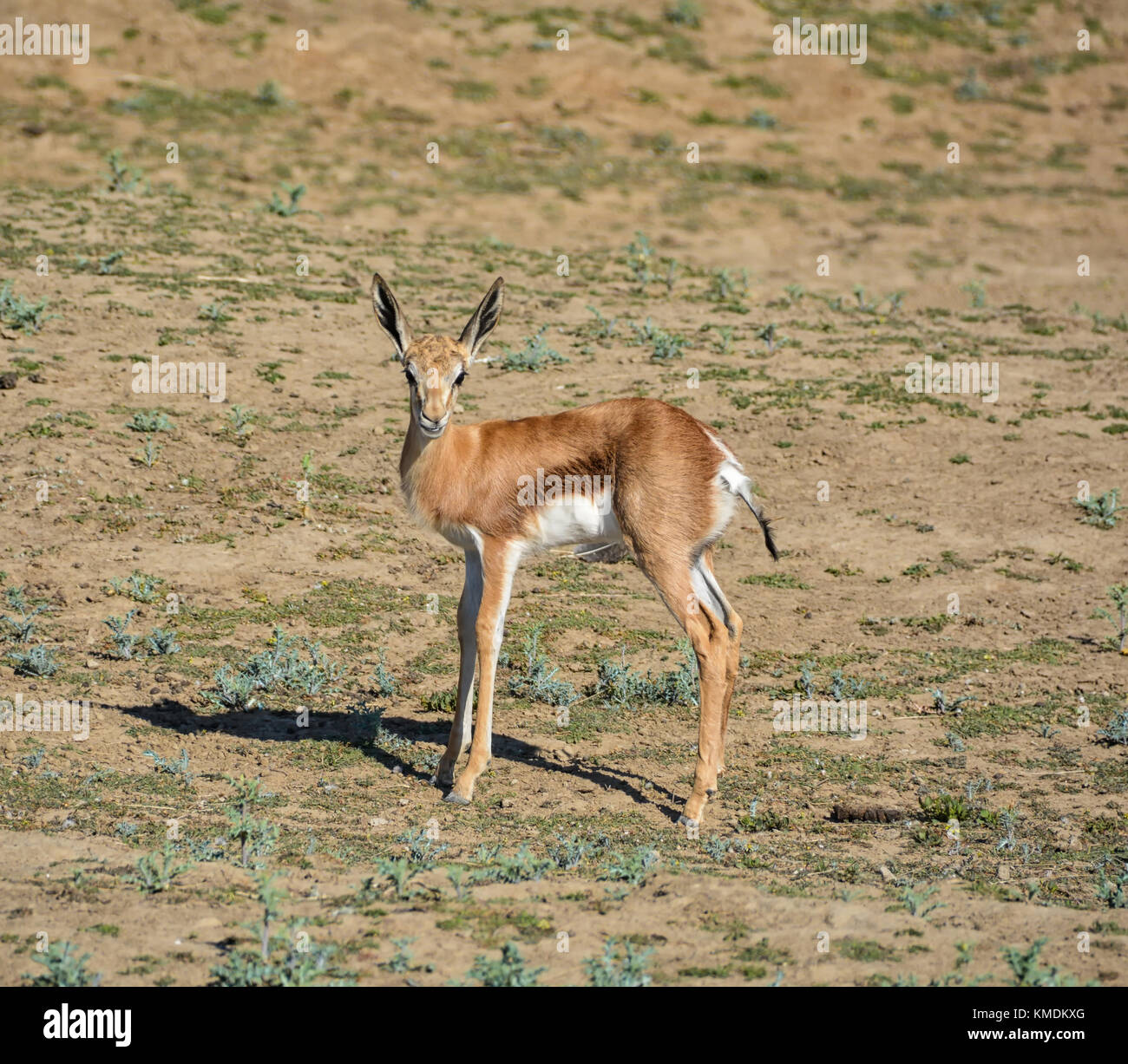 Springbok antelope calf in Southern African savanna Stock Photo - Alamy