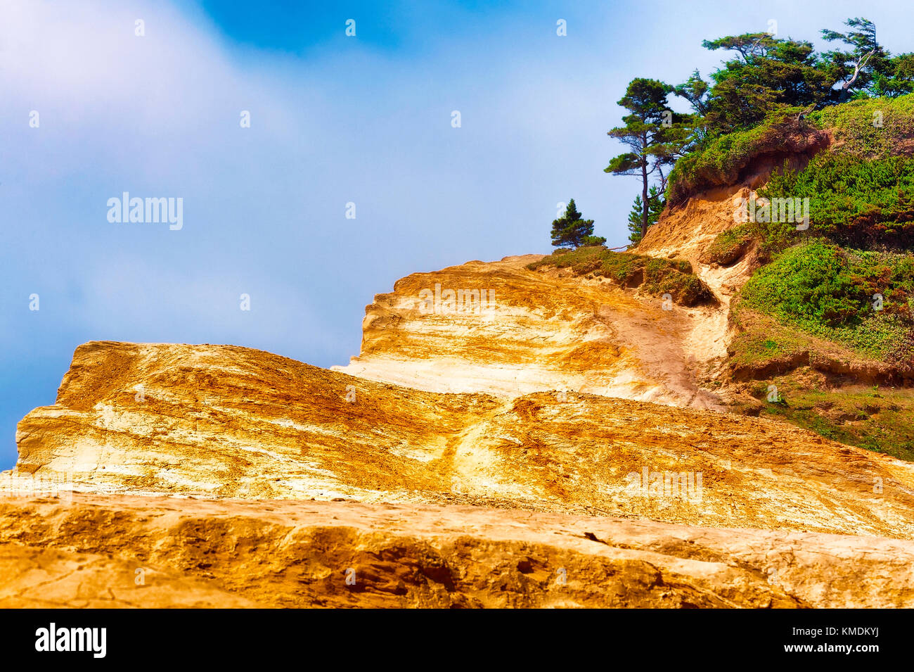 Looking up to the top of Cape Kiwanda sandstone cliffs where trees and shrubs gather at the top under cloudy skies at Pacific City on the Oregon Coa Stock Photo