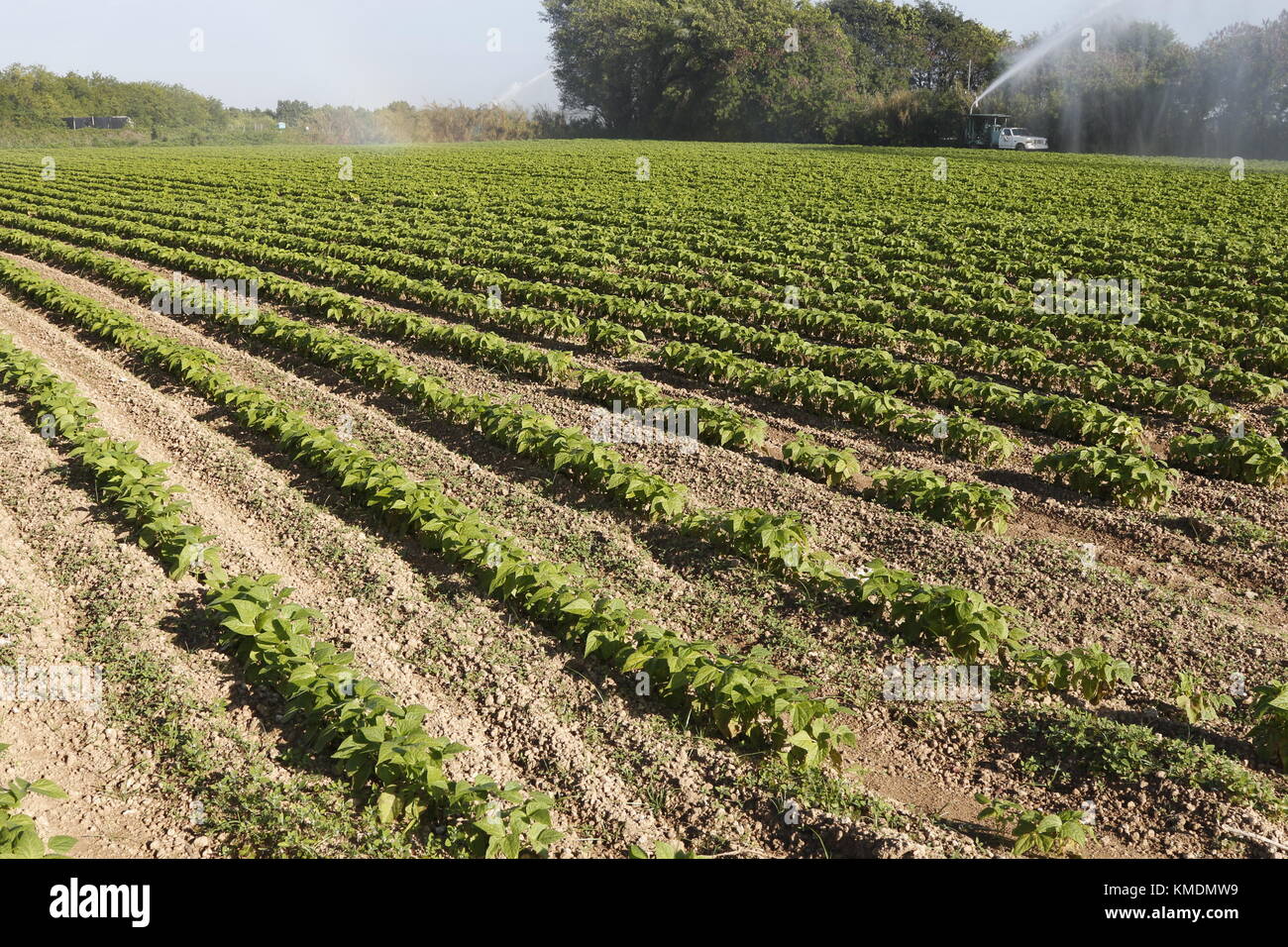 Irrigation of crops, south Florida, USA Stock Photo