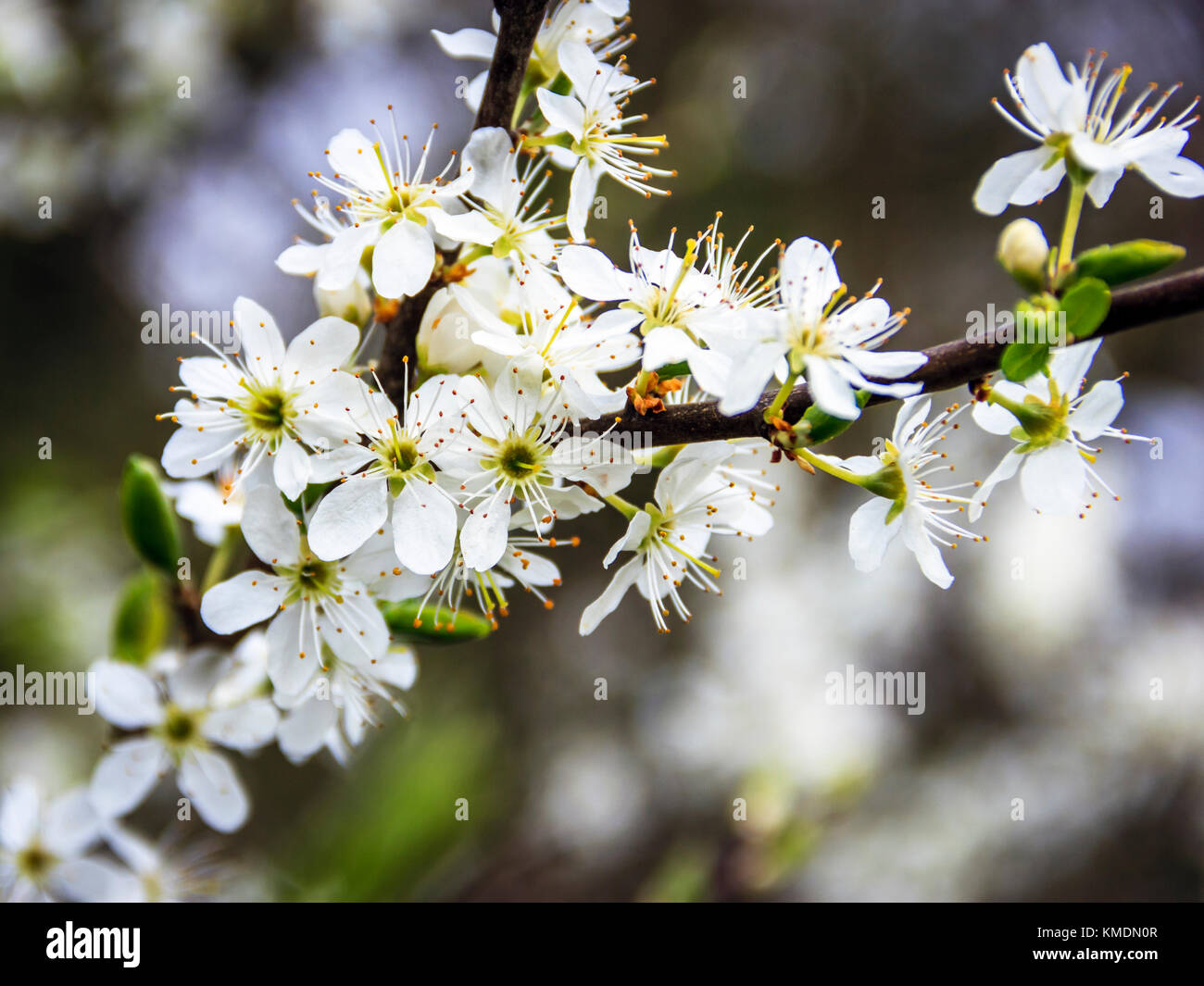 Close-up of white flowers on hawthorn trees. London, UK.  Plants are flowering a month earlier in the UK as the climate heats up, a study has found. Stock Photo