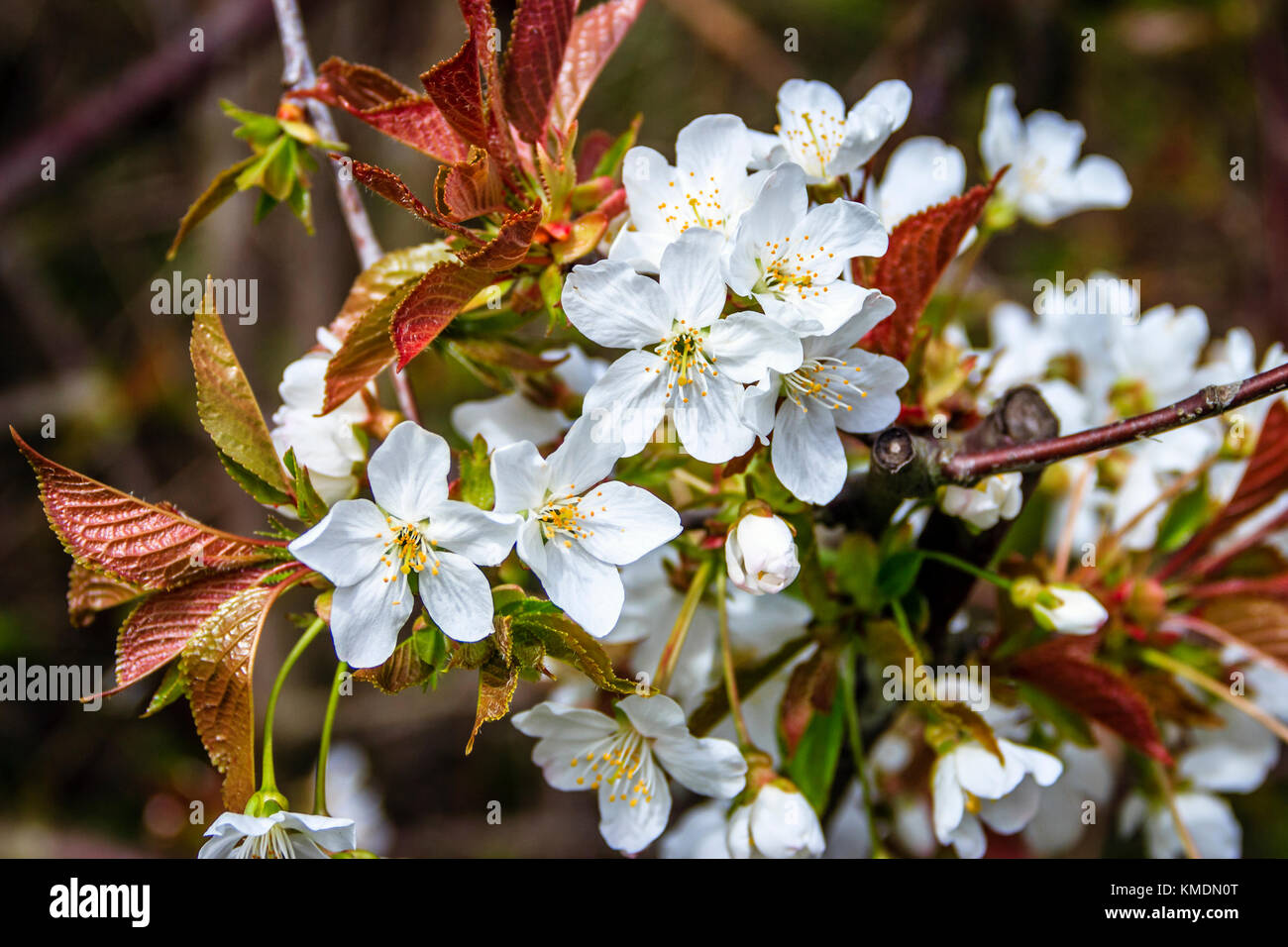 Close-up of white flowers on hawthorn trees. London, UK.  Plants are flowering a month earlier in the UK as the climate heats up, a study has found. Stock Photo