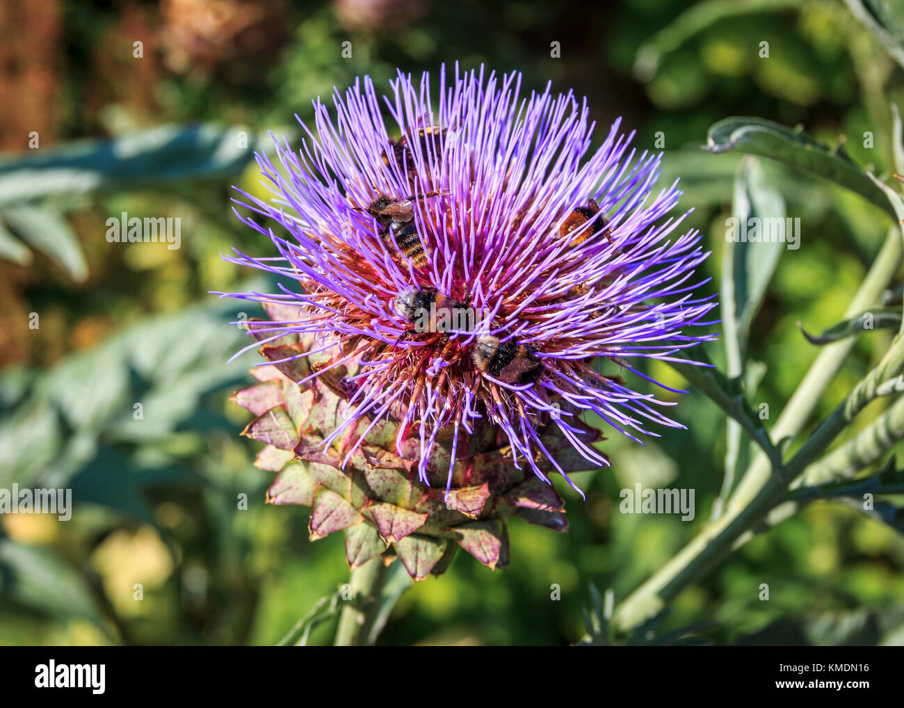 Close-up of six bees gathering pollen on a wild artichoke flower Stock Photo