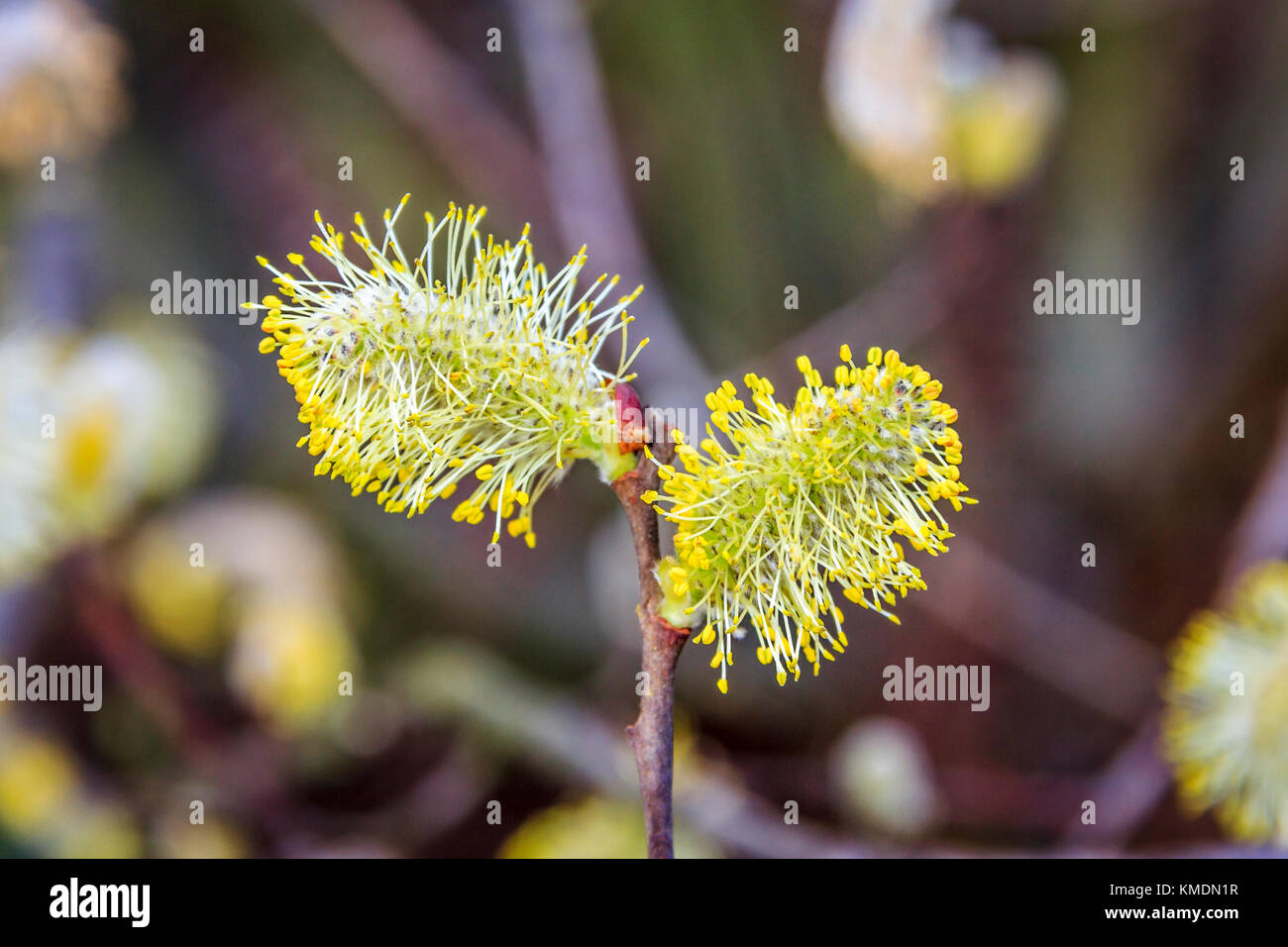 Close-up of yellow pollen on willow catkins Stock Photo