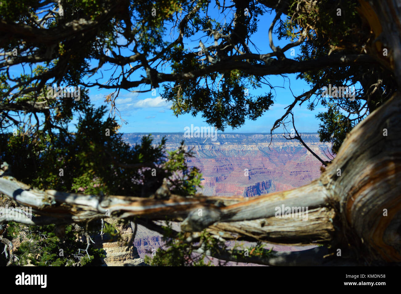 a view of the Grand canyon with trees in foreground, Arizona, USA. One of the world wonder. Stock Photo