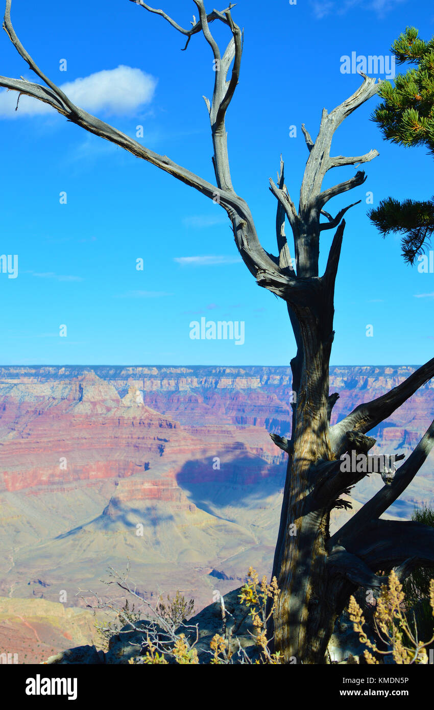 a view of the Grand canyon with dry tree that needs very little water in foreground, Arizona, USA. One of the world wonder. Stock Photo