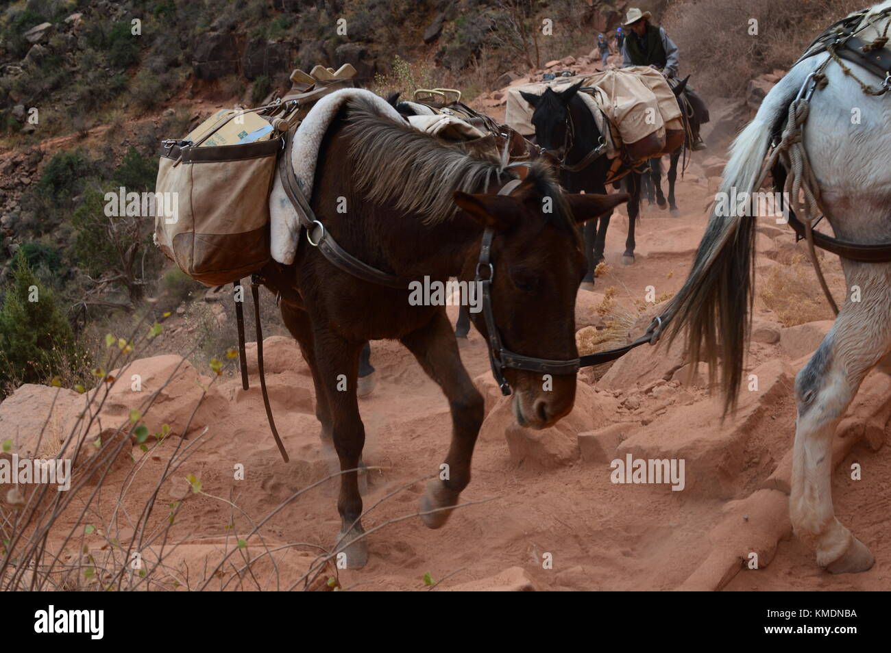 Mules walking on the Bright Angel walking trail that goes down into the Grand canyon, Arizona, USA. One of the world wonder. Stock Photo
