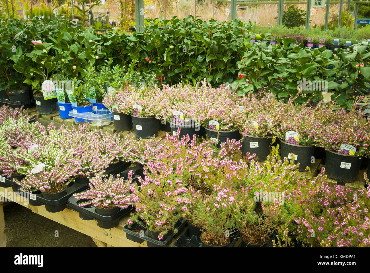 Winter plants including erica for sale in an English garden centre in UK Stock Photo