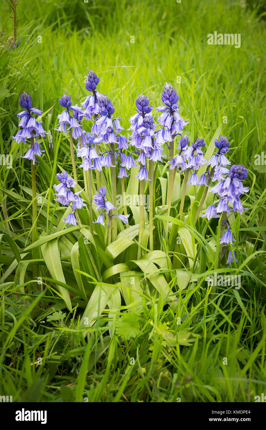 Naturalised Spanish bluebells in an old English country garden in UK ...