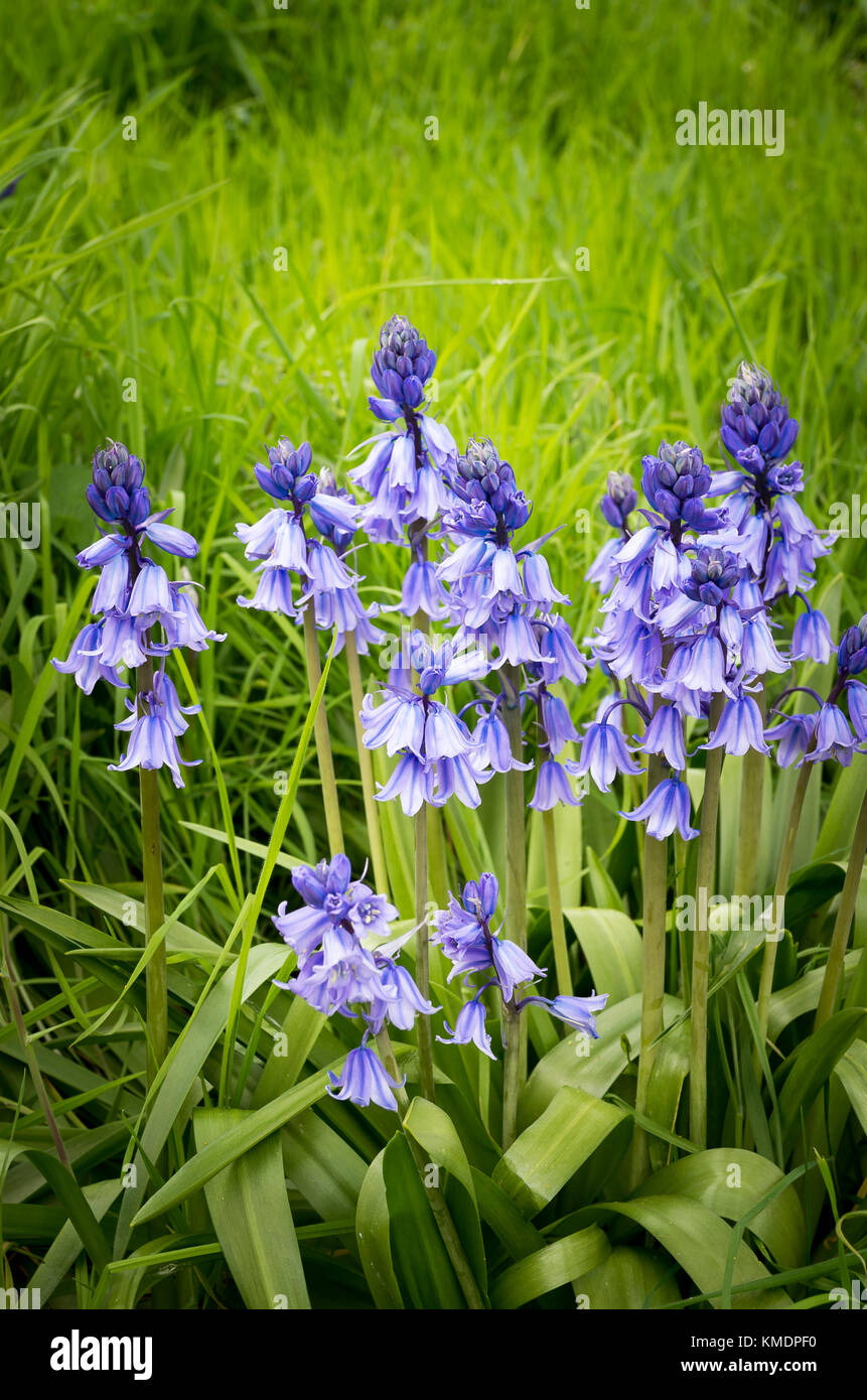 Naturalised Spanish bluebells in an old English country garden in UK ...