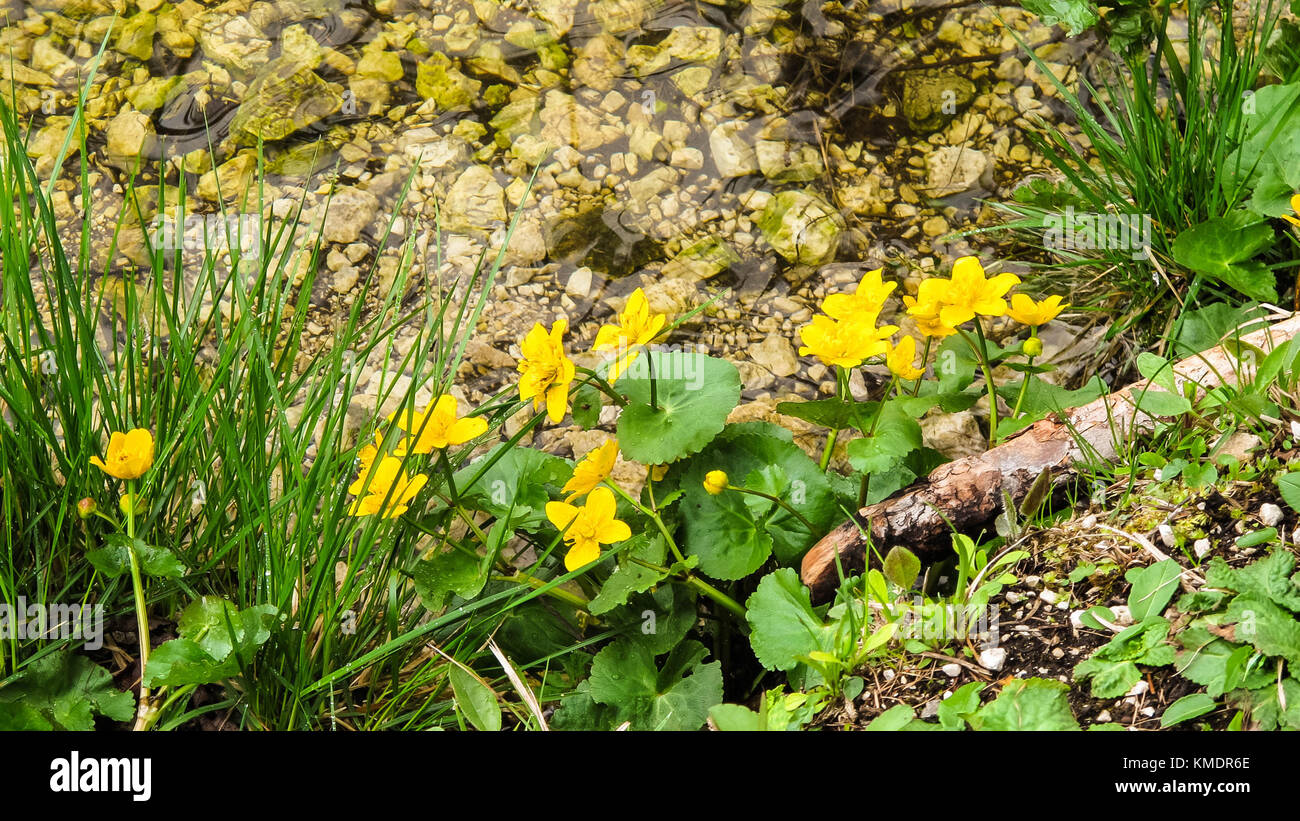 Little flowers of spring season, growing in the water stream on mountains Stock Photo