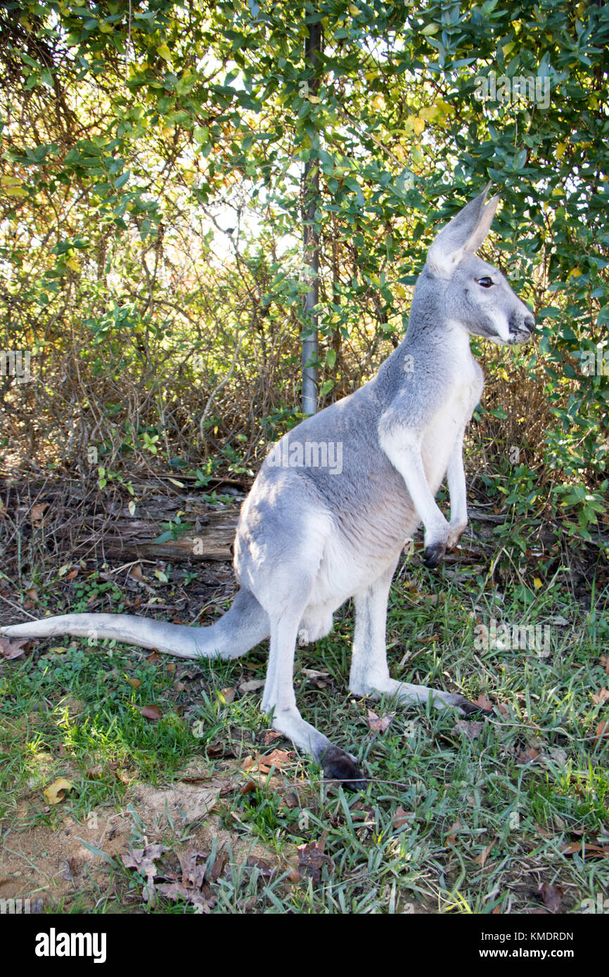 Domesticated kangaroo standing on two legs Stock Photo Alamy