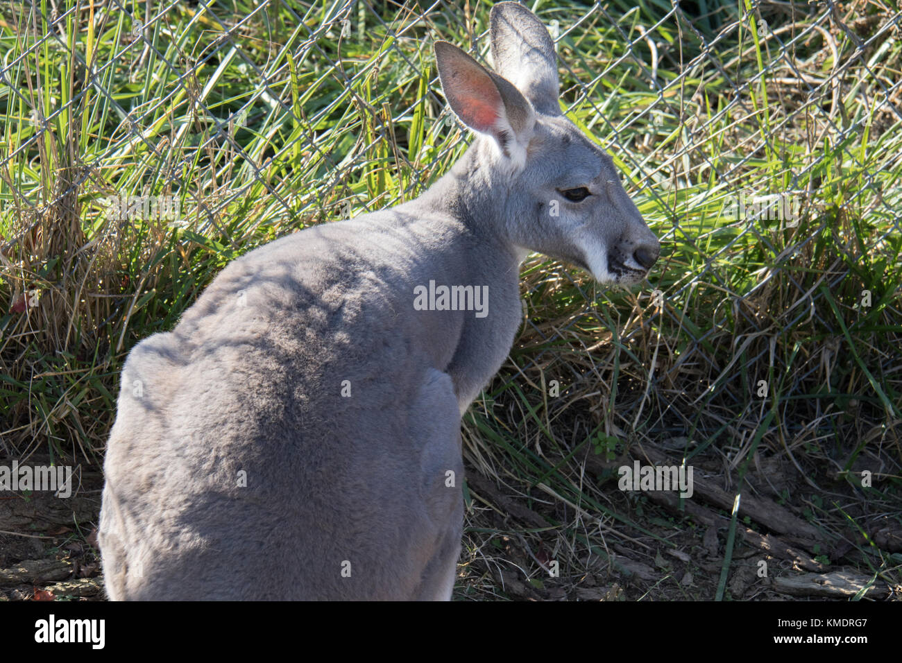 Domesticated kangaroo looking over shoulder Stock Photo Alamy