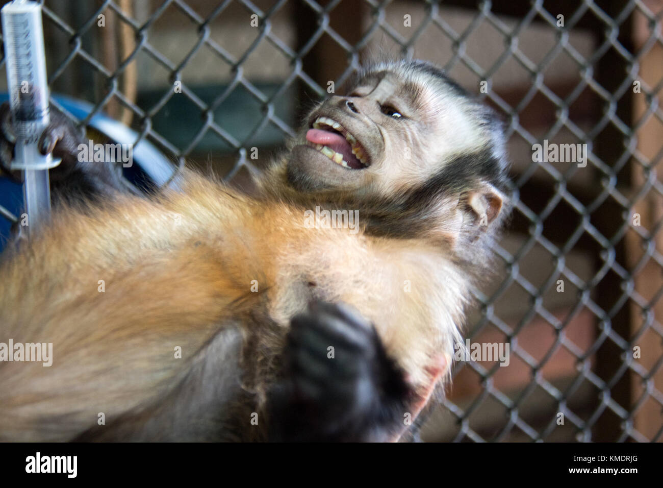 Monkey leaning back smiling with tongue out Stock Photo