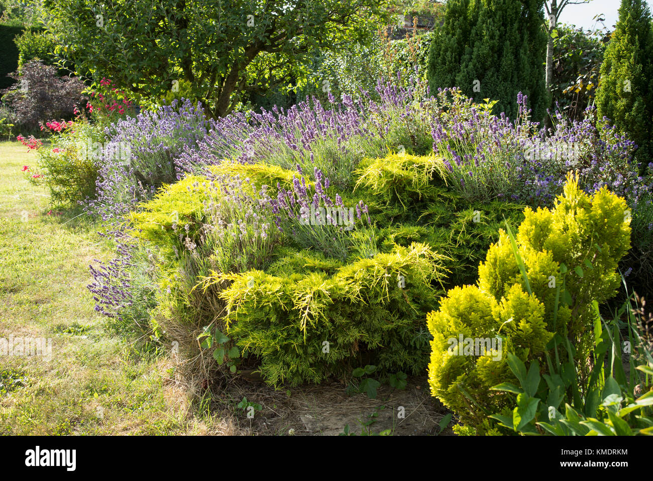 A mixed border featuring evergreen conifers lavender and fruit trees in an English garden in UK Stock Photo