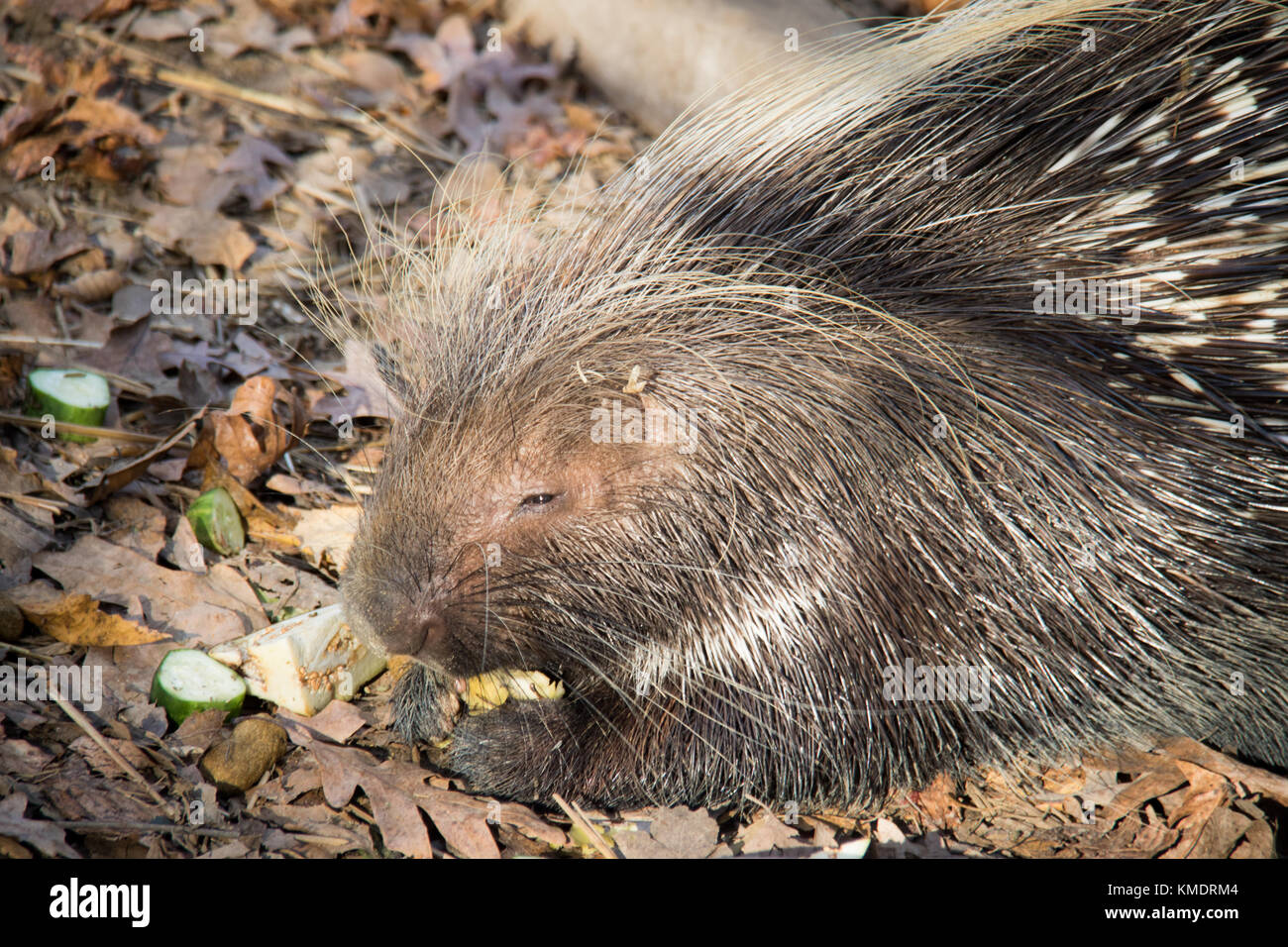 Porcupines hires stock photography and images Alamy
