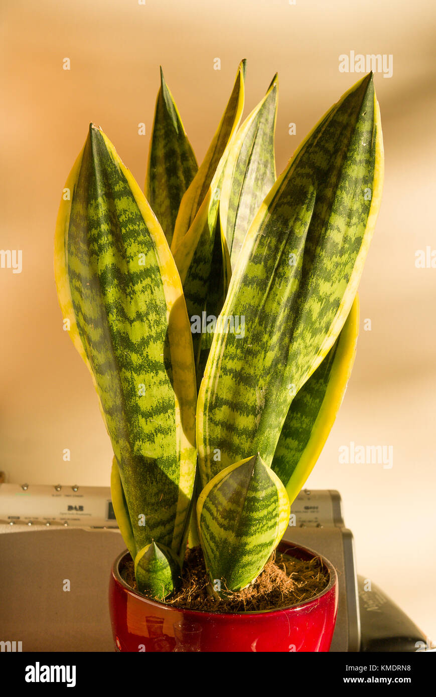 A trouble-free easy to manage health-giving indoors house plant - the Sansevieria Futura Superba Stock Photo