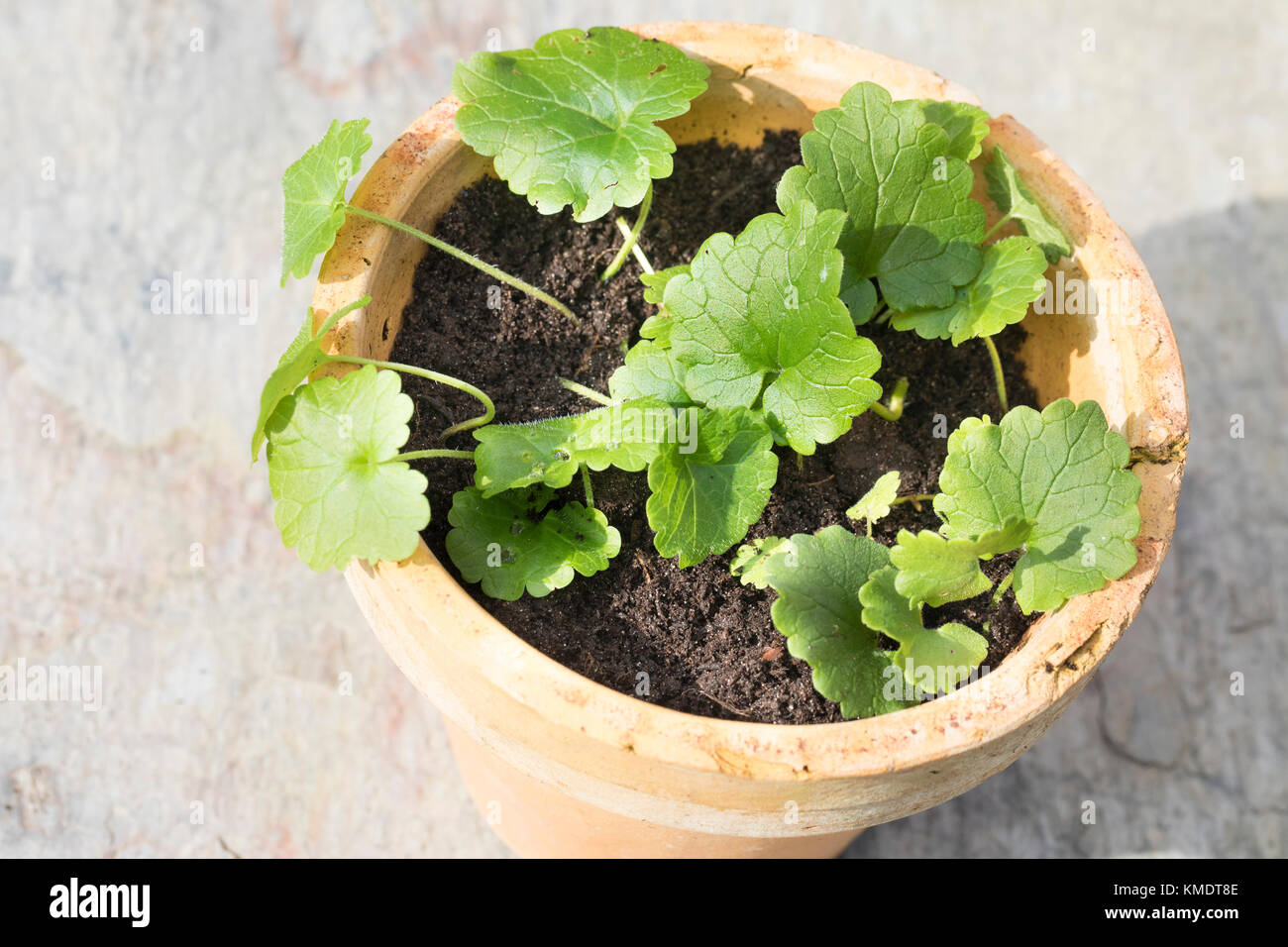 Gundermann, Ausläufer, Ableger werden in Topf, Blumentopf gepflanzt, Eintopfen, Pflanzen, Einpflanzen, Gewöhnlicher Gundermann, Efeublättriger Gunderm Stock Photo