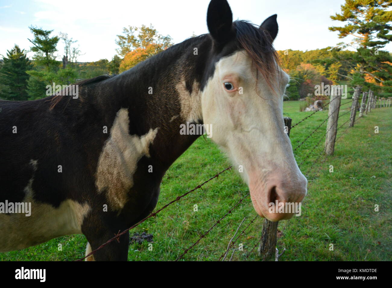 Splashed white overo hires stock photography and images Alamy