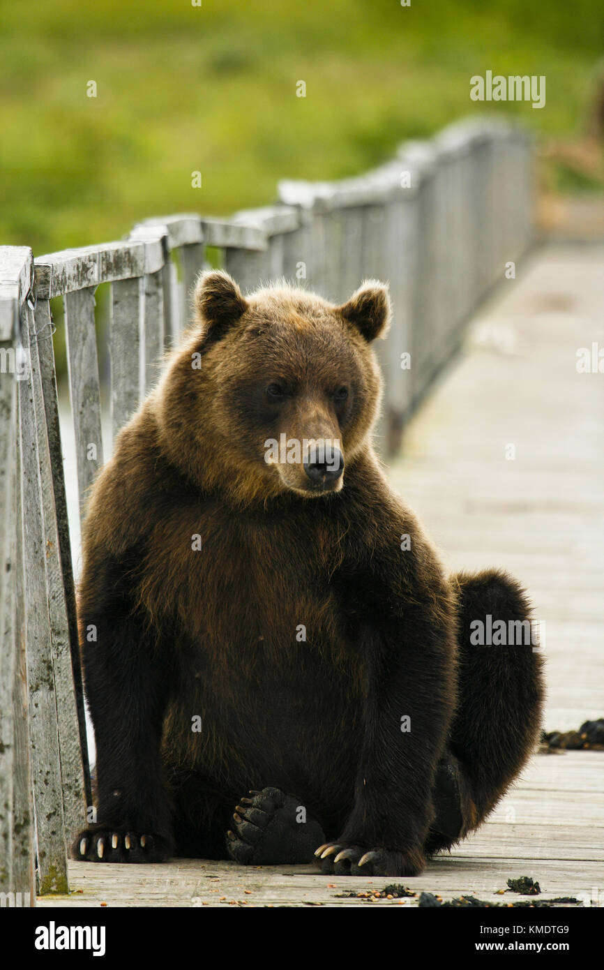 Brown Bear (Ursus arctos) in Kurile Lake, Kamchatka Peninsula, Russia. Stock Photo