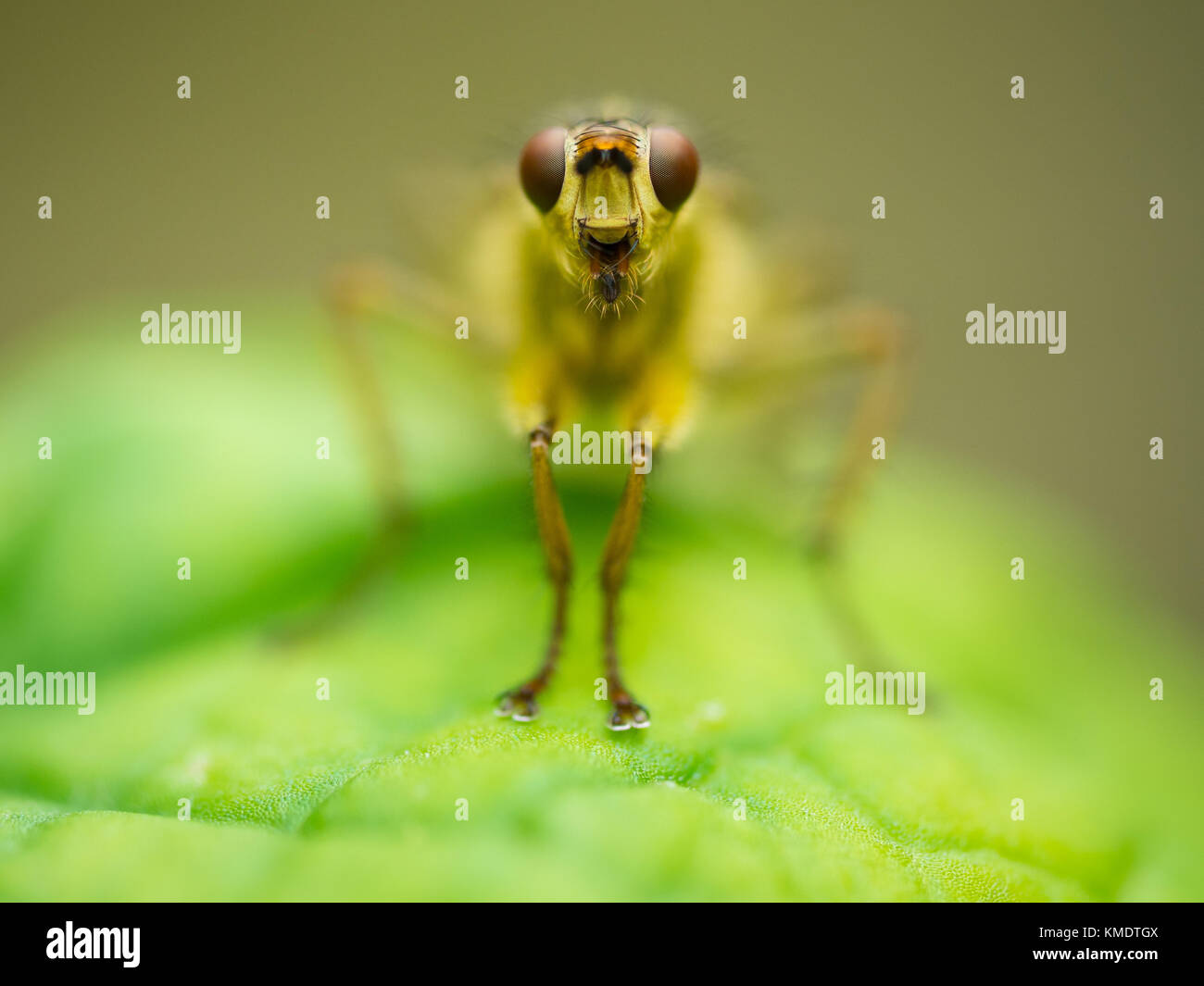 Portrait of a yellow dung fly (Scatophagus stercoraria) Stock Photo